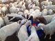 Plastik Thermo Empat Lubang Minum Palung 1,5m Untuk Domba