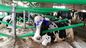 NWL480 Terrui Compound Plastic Cow Free Stall