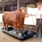 Heavy Duty Plastic LLDPE Cattle Footbath Container Warna Coklat