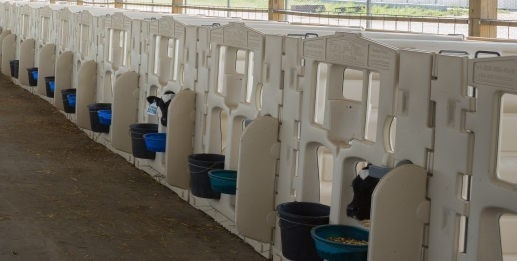 Pena anak sapi berkualitas tinggi yang terbuat dari LLDPE putih Pilihan ideal untuk mengolah anak sapi dengan aman dan nyaman