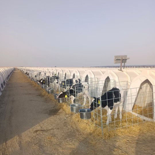 Polyetilen Dairy Calf Hutches Cocok untuk anak sapi dari segala usia dan ukuran 220*145*145cm