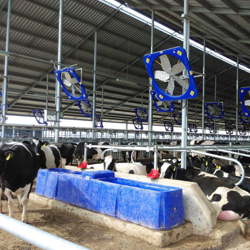 Air sapi yang terjangkau untuk penyiraman tugas berat Panjang 400cm / 13,1ft. Lebar 67cm / 2,2ft