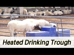 Kapasitas tinggi Cow Waterer dengan kapasitas 260L dan 190mm Minuman Tinggi