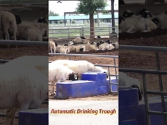 120L/menit Aliran Sapi Minum 150L Kapasitas untuk produksi pertanian