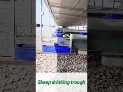 60L Kapasitas Sapi Minum 170*48*46cm Ideal untuk kawanan besar