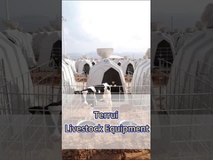 Sapi Sapi Polyetilen Putih - Peralatan Esensial untuk Peternakan Susu